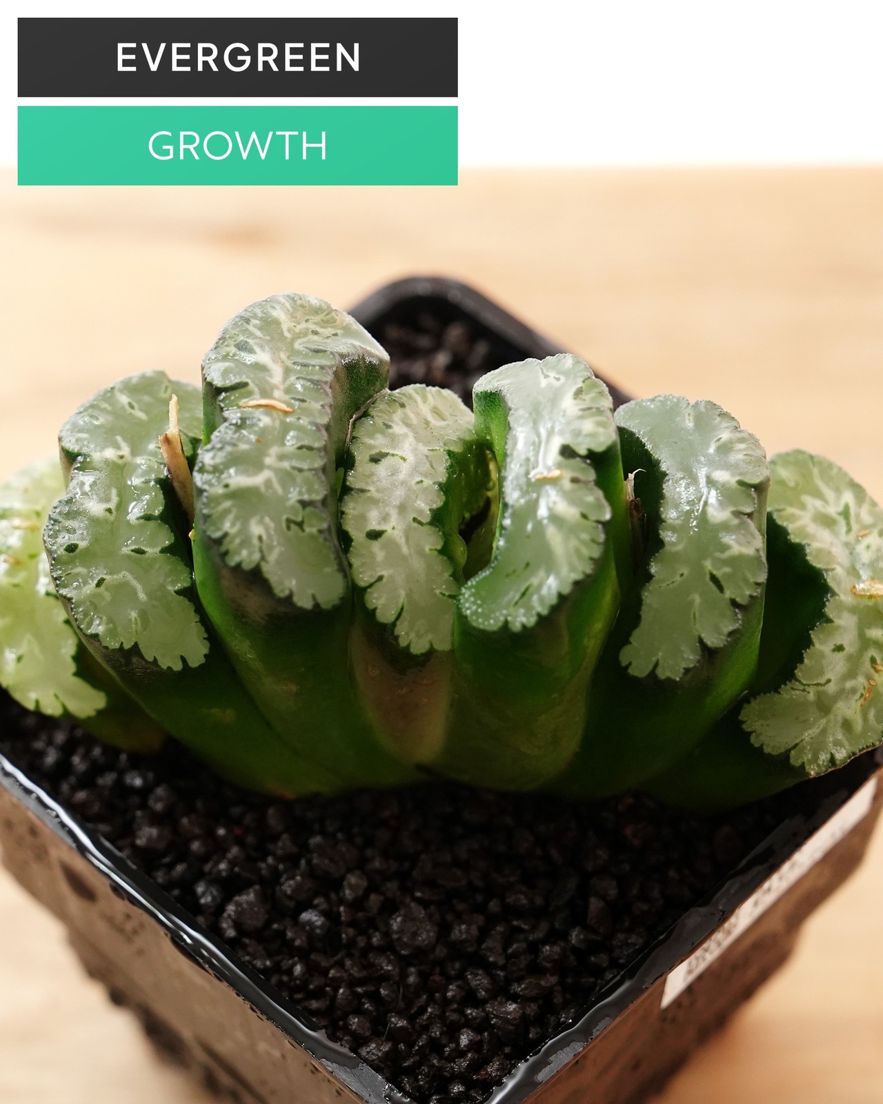 カット苗 ハオルチア 玉扇 写楽 L Haworthia truncata 'Sharaku'