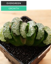 カット苗 ハオルチア 玉扇 写楽 L Haworthia truncata 'Sharaku'