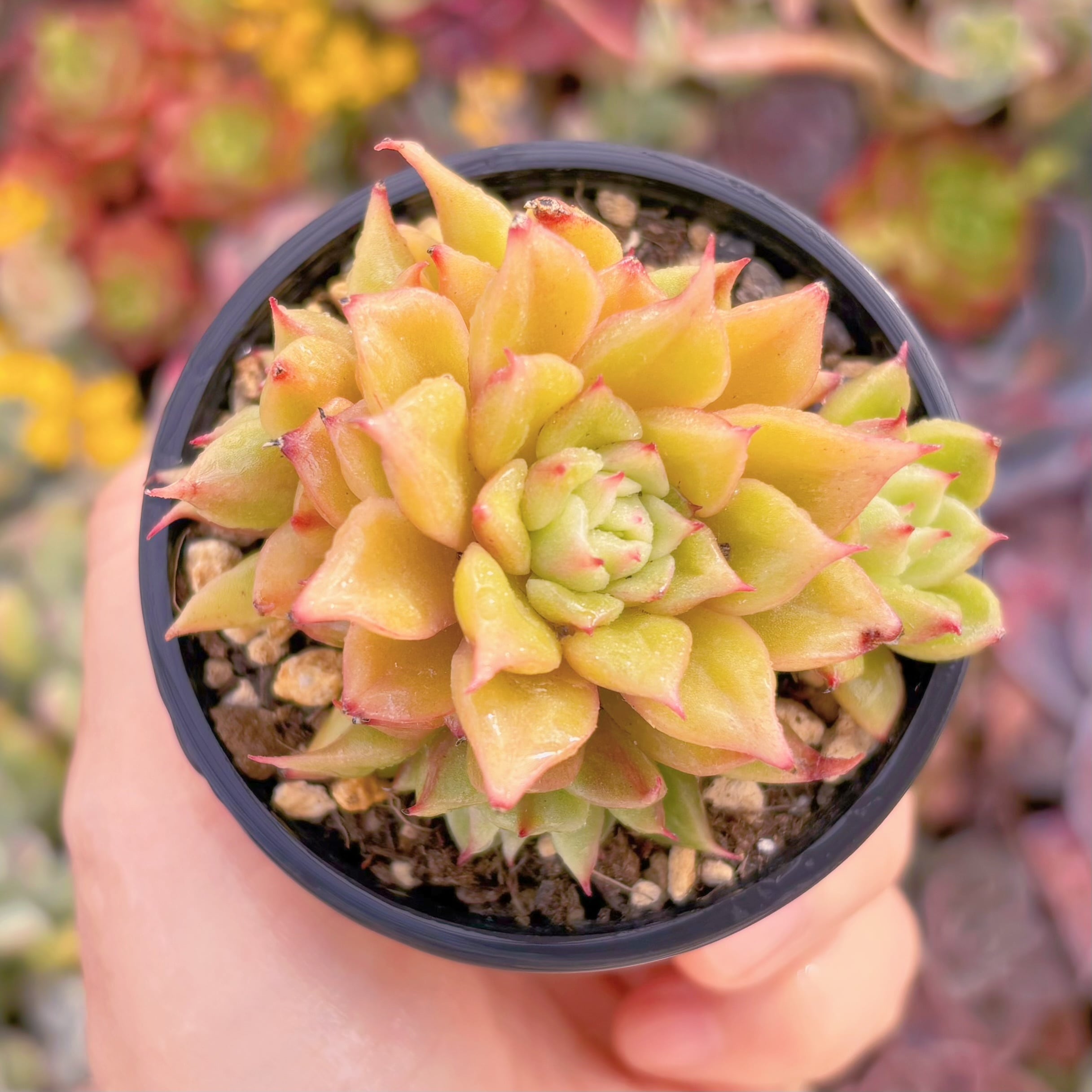 現品　爛漫染#M153　群生　古株　るる農園