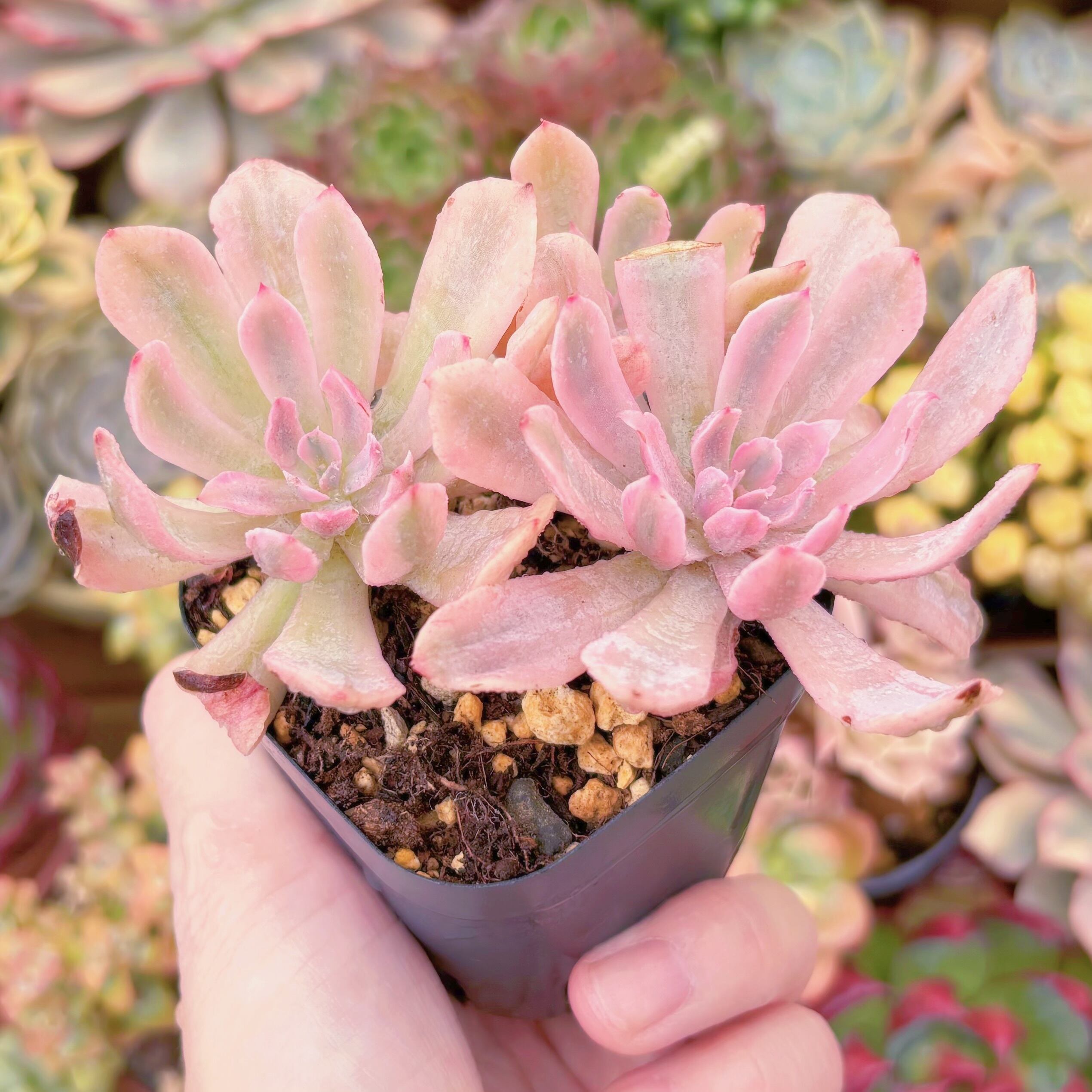 現品 hoveyi錦#259 るる農園 | るる農園~多肉植物専門