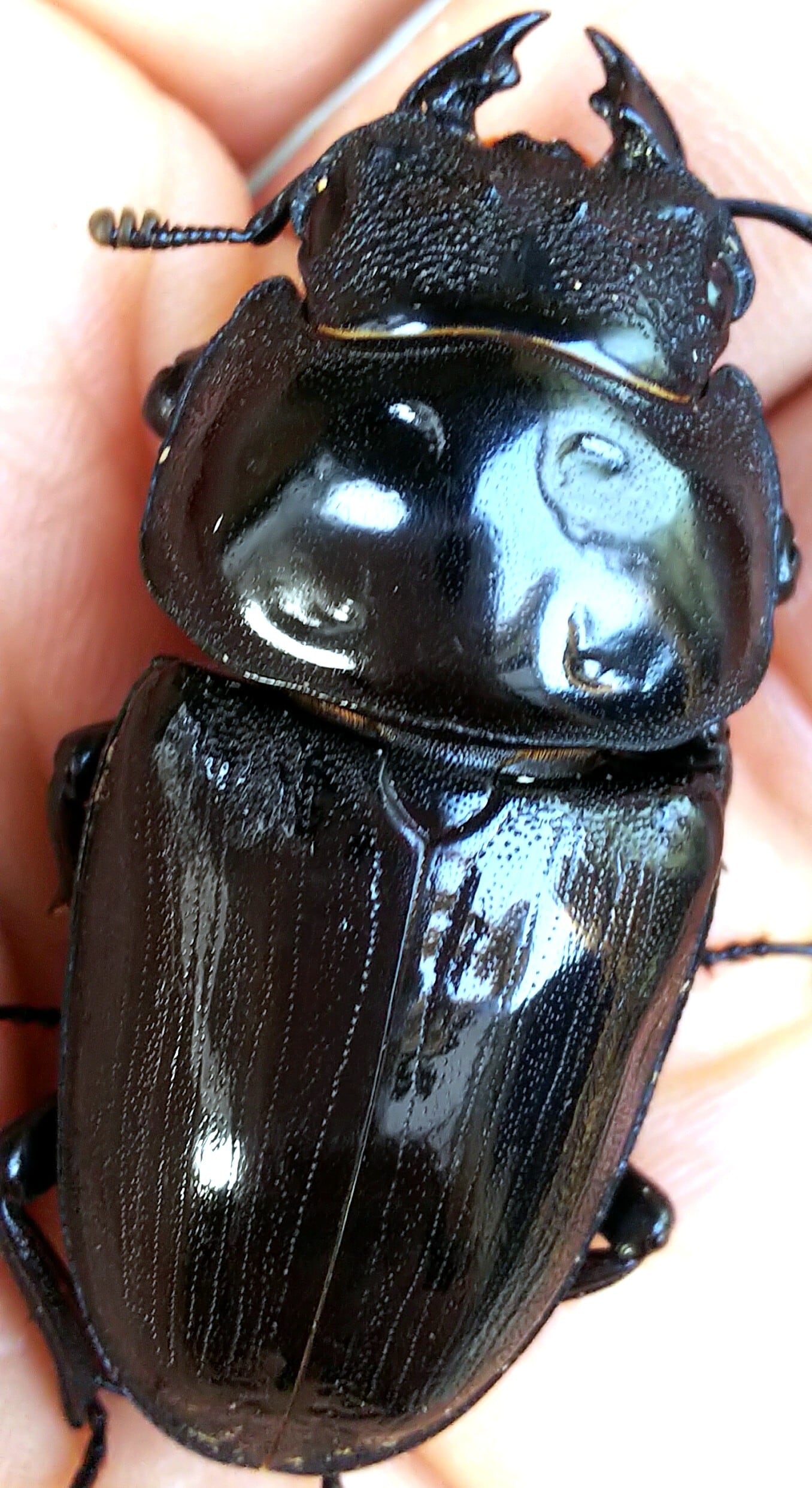 鍬極 極太オオクワ