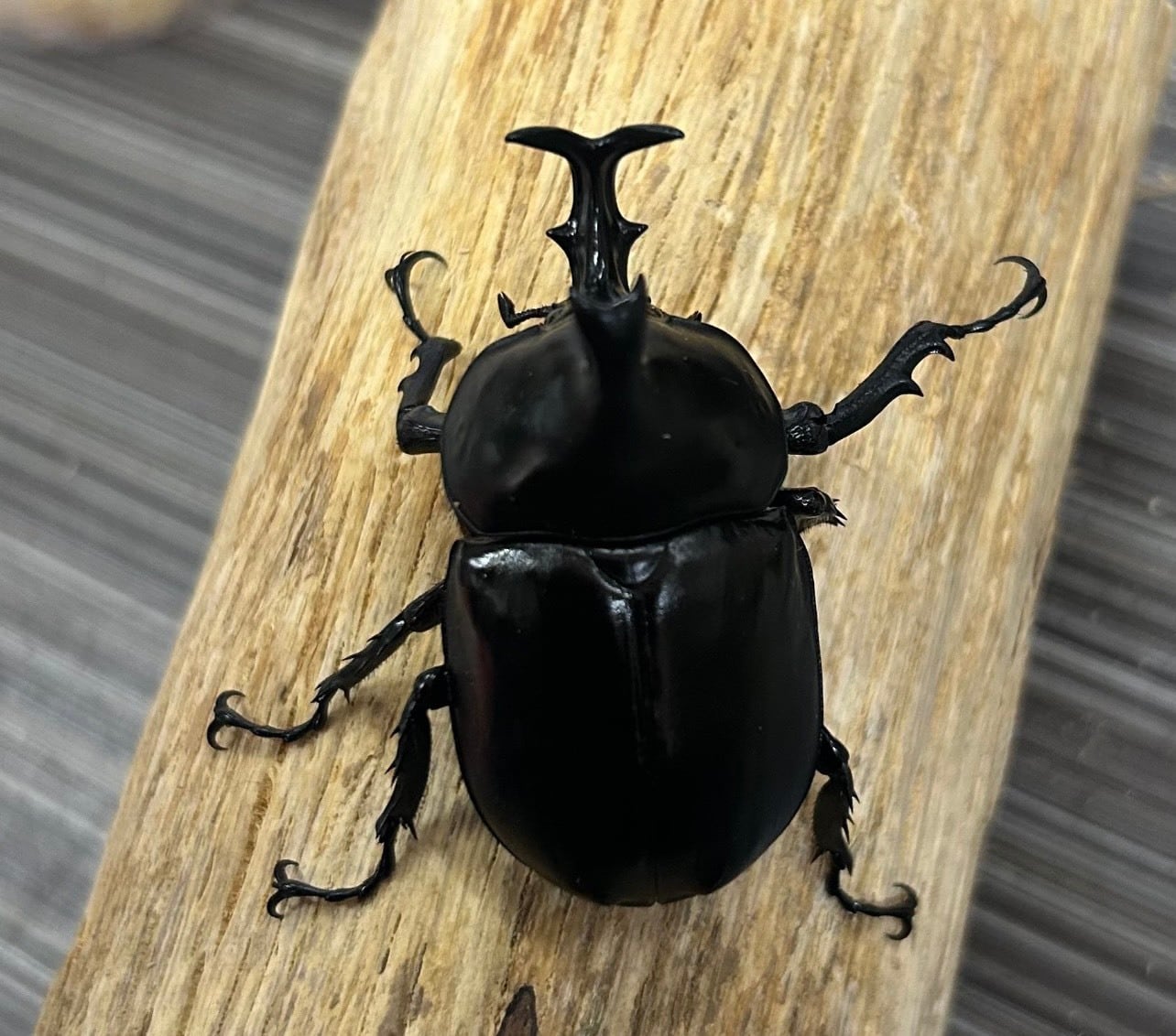 幼虫 | MGM ASAI WORKS