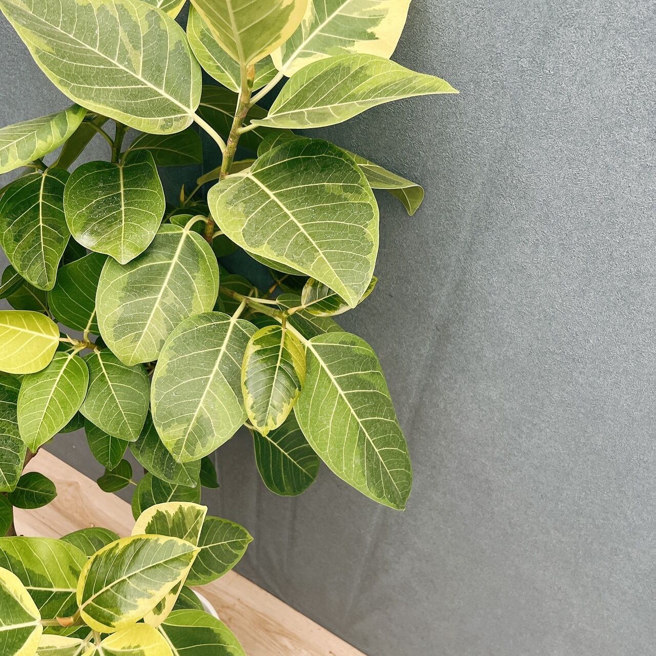 現品］4番 フィカス アルテシマ 10号 観葉植物 室内 大型 特大 ゴムの