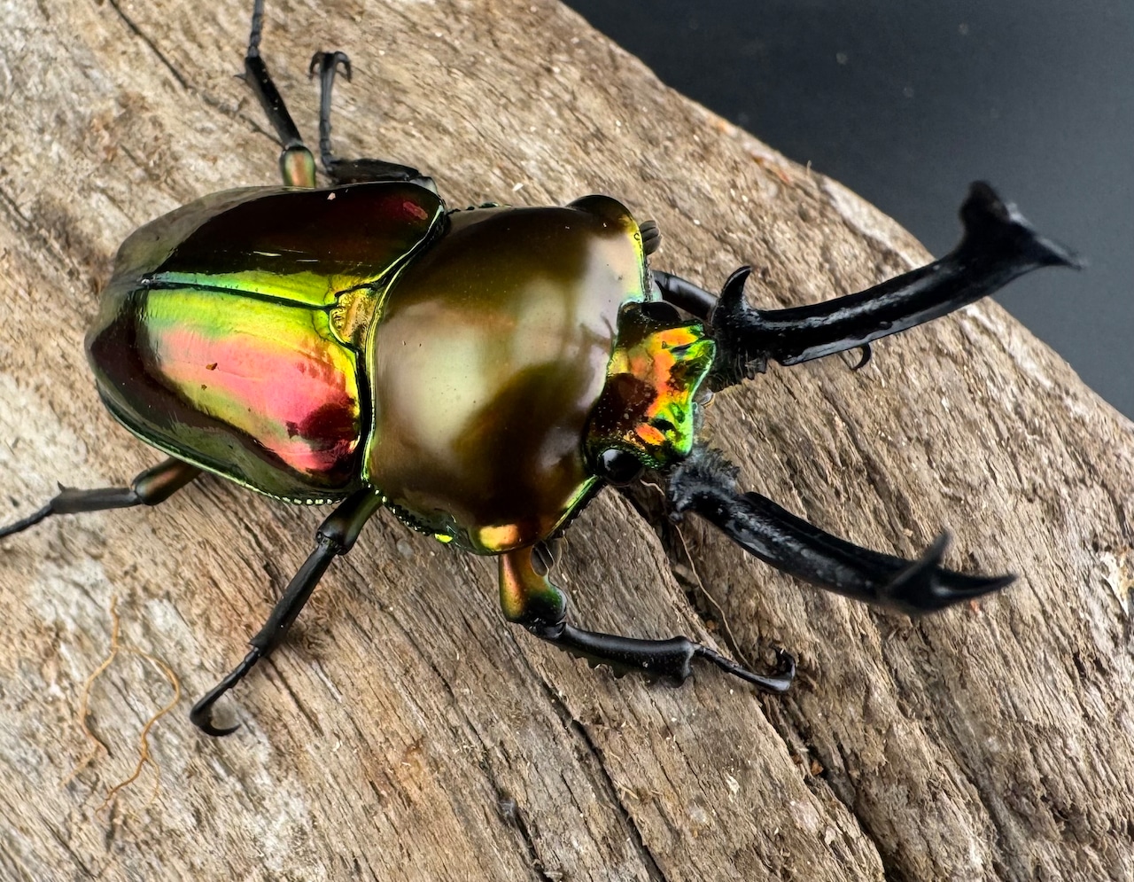 《ニジイロクワガタ 52mm ペア》