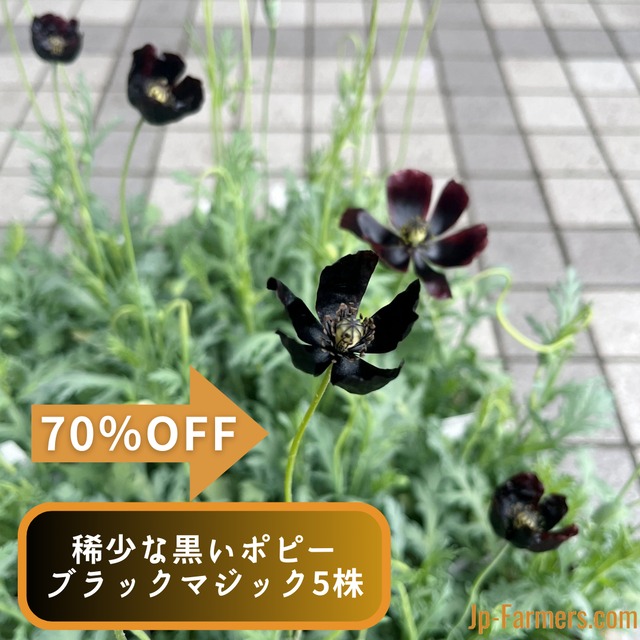 5株でなんと　70％OFF！！　【4/15-19出荷】稀少な黒いポピー　ブラックマジック　