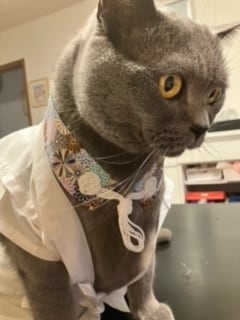 ペット用 お遍路白衣三点セット Lサイズ | hana-tsumugiはなつむぎ