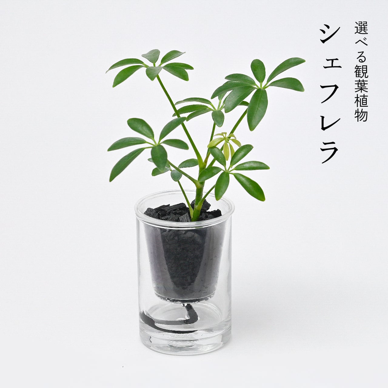 炭の樹 5鉢セット | sumino