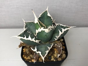 アガベ チタノタ ’狼人’（ロウジン）