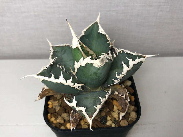 アガベ チタノタ ’狼人’（ロウジン）