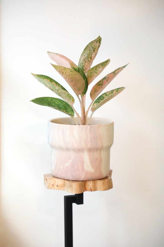 【希少】【M】アグラオネマ ピンクバナナ/Aglaonema ※陶器鉢カバー別売り