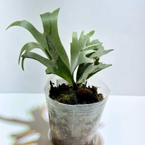 Platycerium willinckii 'Golden Boy' ビカクシダ・ウィリンキー ‘ゴールデン・ボーイ’