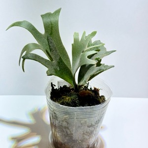 Platycerium willinckii 'Golden Boy' ビカクシダ・ウィリンキー ‘ゴールデン・ボーイ’