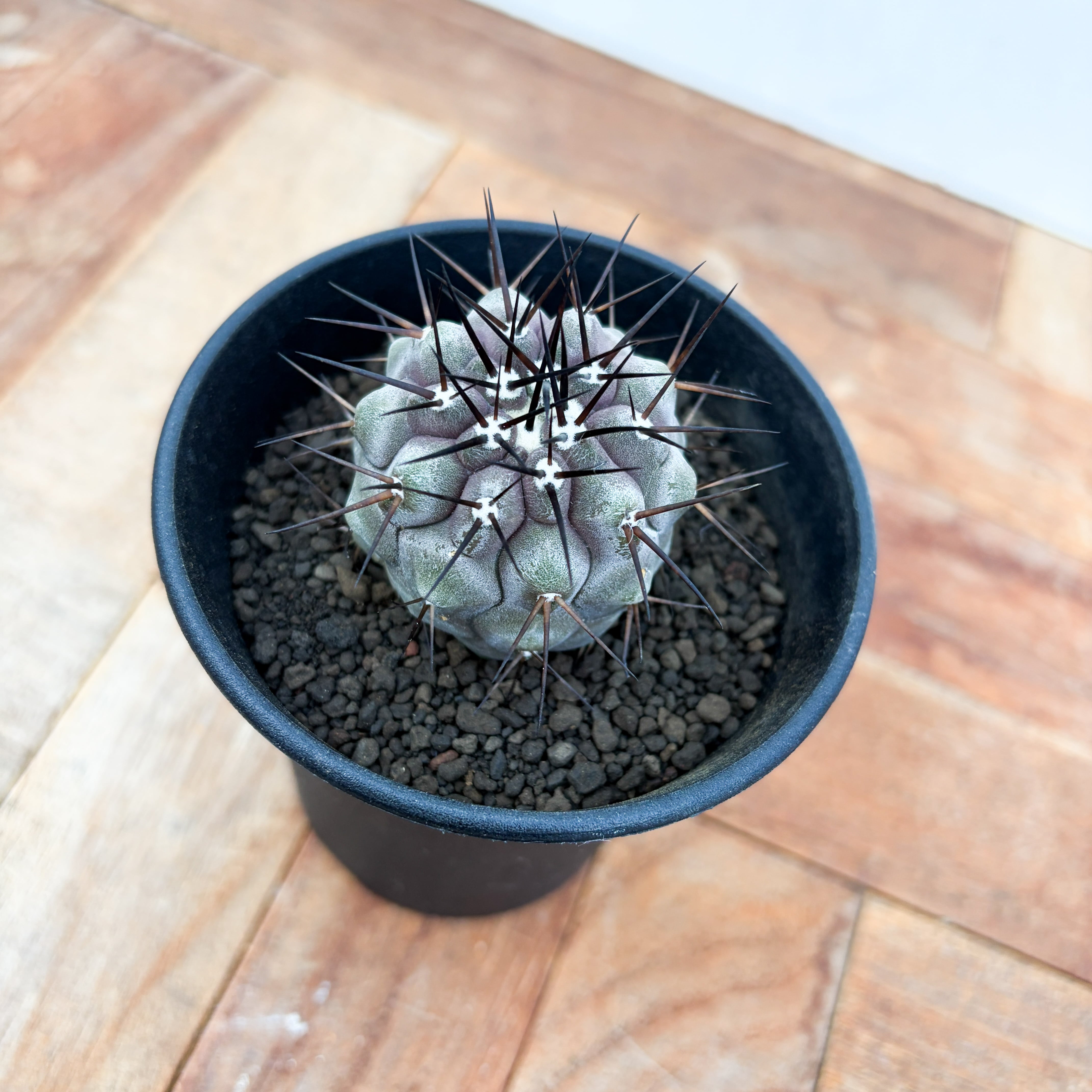 Copiapoa cinerea【コピアポア・黒王丸・実生】 | RIMO'S GREEN