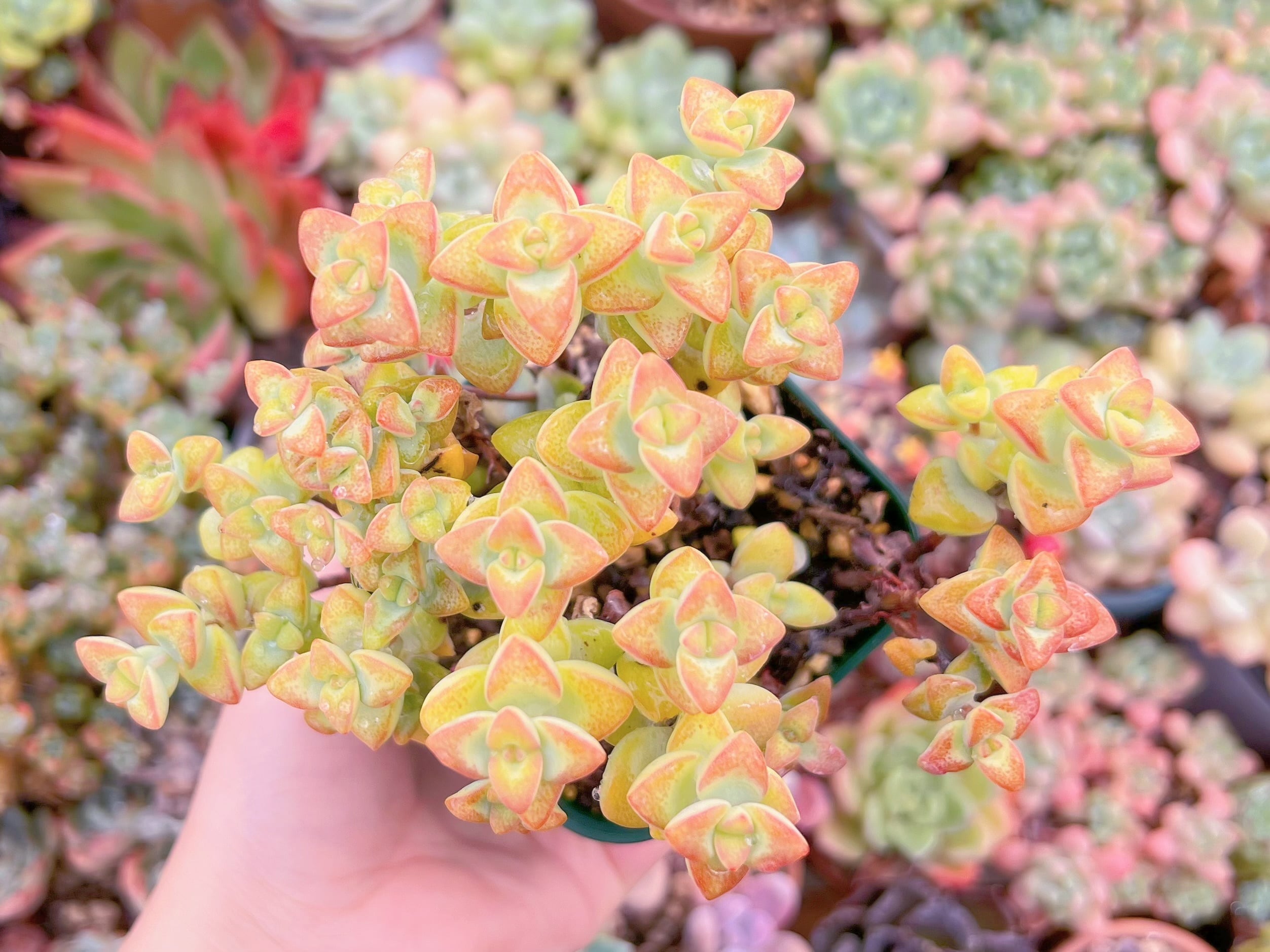 現品　ラブハート#2217　るる農園