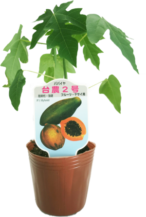 青パパイヤ種子10粒規格「台農2号」