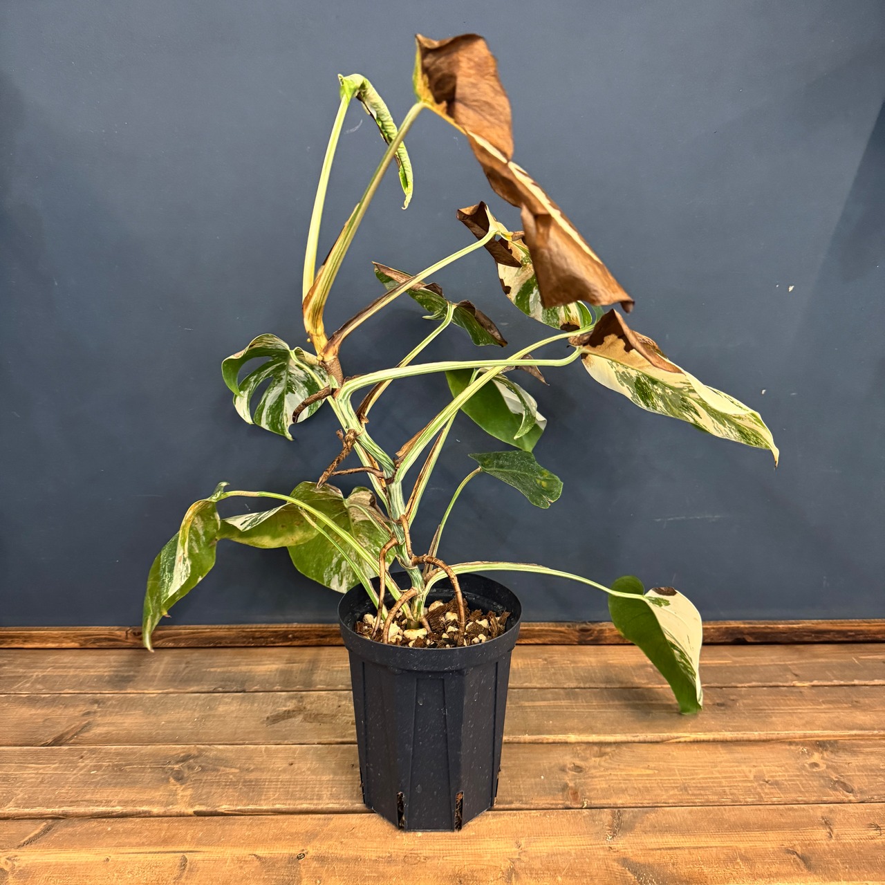 【クリアランス】モンステラ ホワイトタイガー (ボルシギアナ)【549】