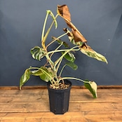 【クリアランス】モンステラ ホワイトタイガー (ボルシギアナ)【549】