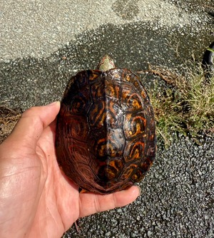 マンヤマガメ・ペア