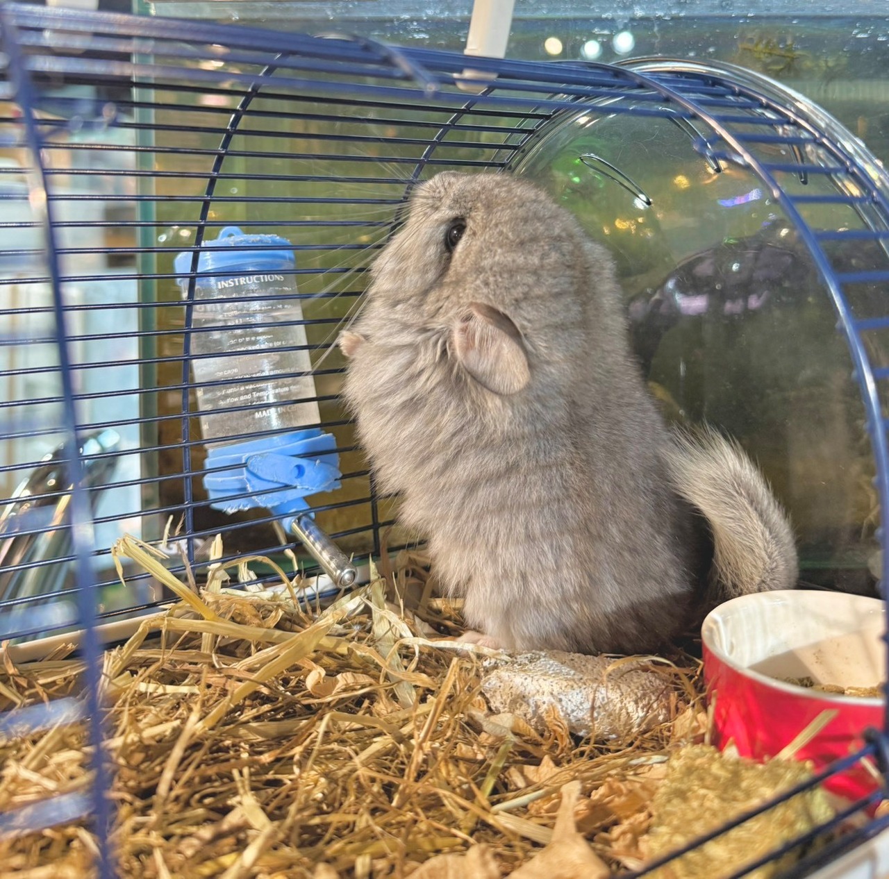 アンゴラチンチラ・スタンダードグレー（バイオレットキャリア）♀ - 8