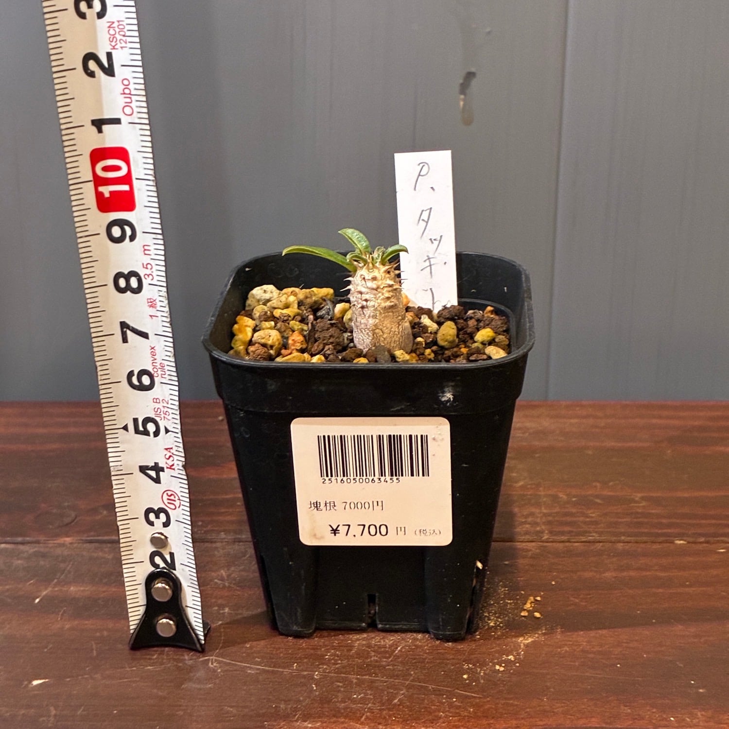 新着3日限定10%OFF】パキポディウム タッキー【701】 | PROTOLEAF