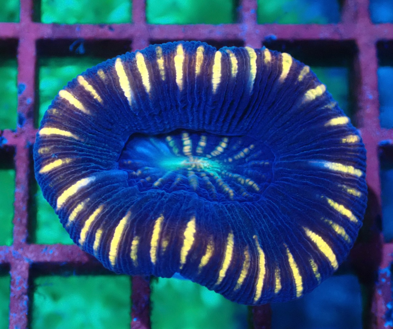 Trachyphyllia geoffroyi Red 3