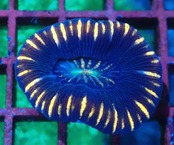 Trachyphyllia geoffroyi Red 3
