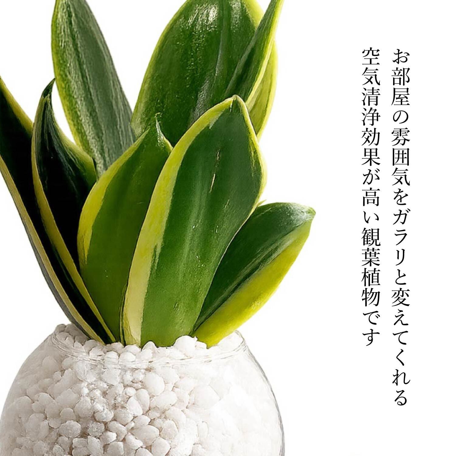 サンスベリア 白砂利（丸容器） | インテリアグリーンショップ【NANOHA