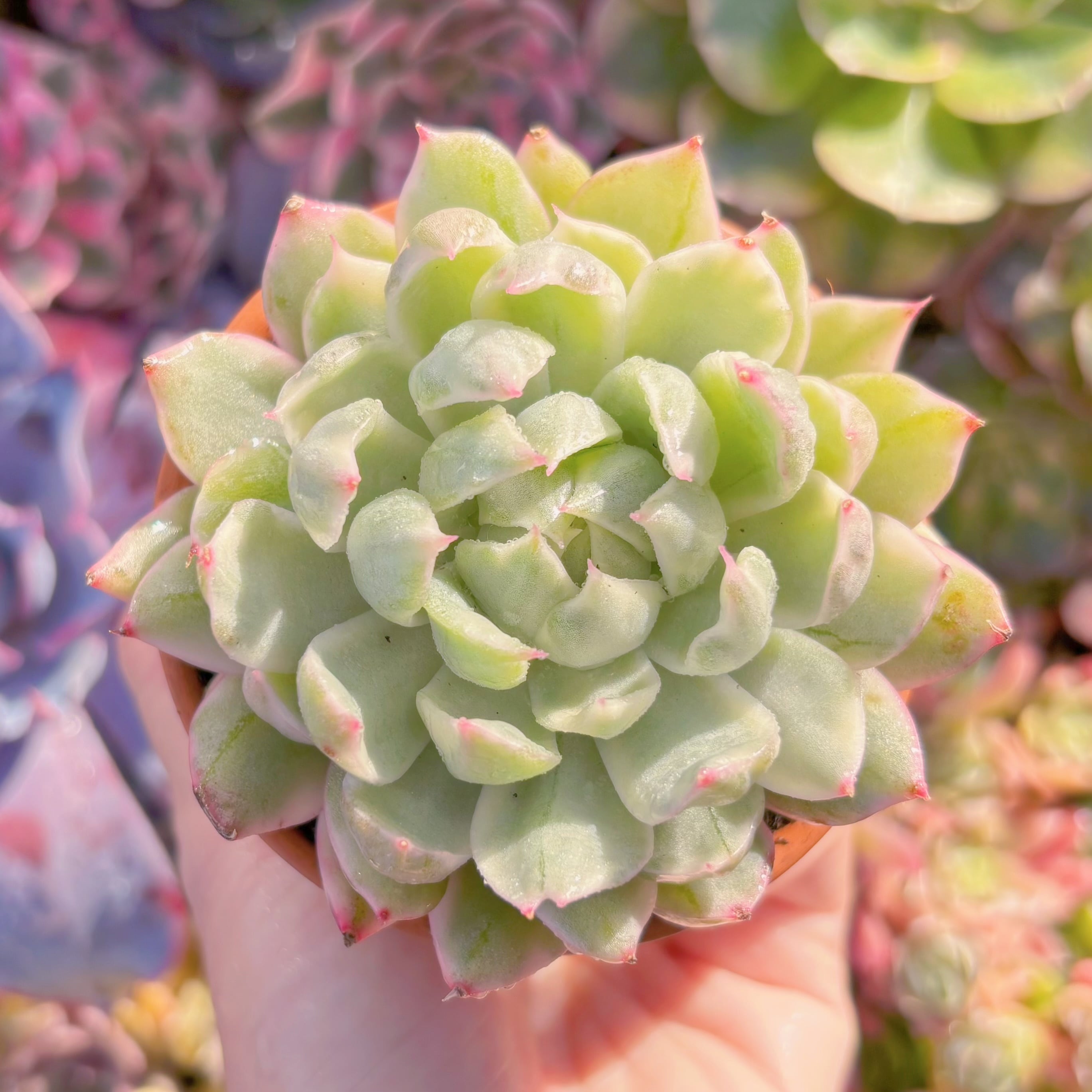 多肉植物　雪白マリア錦　新入荷　るる農園