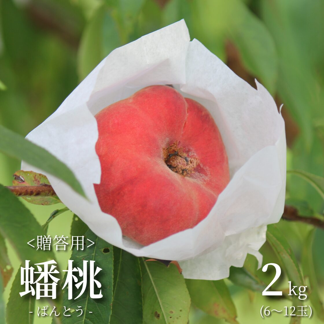 孫悟空が探していた幻の桃!?】ほそかわ農園の「蟠桃(ばんとう)」贈答用