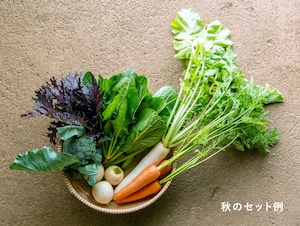 《毎週発送》FIO野菜-定期便 Mサイズ