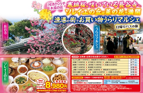 2020年3月埼玉発,東京発,鎌倉の花の寺「長谷寺」と一面黄色のじゅうたん菜の花畑に好きなもの好きなだけのランチバイキング日帰りバスツアー8980円