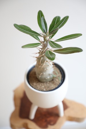 【S】パキポディウム ホロンベンセ/Pachypodium Horombense ※陶器鉢カバー付き