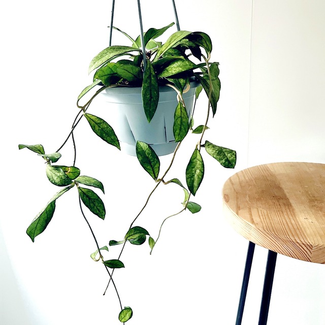 《希少》ホヤ クラッシーペティオラータ スプラッシュ 観葉植物 吊り下げ