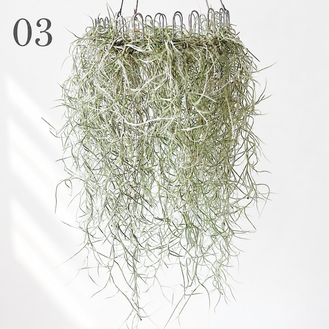 チランジア ウスネオイデス スパニッシュモス ループハンガー 観葉植物 calm cafe