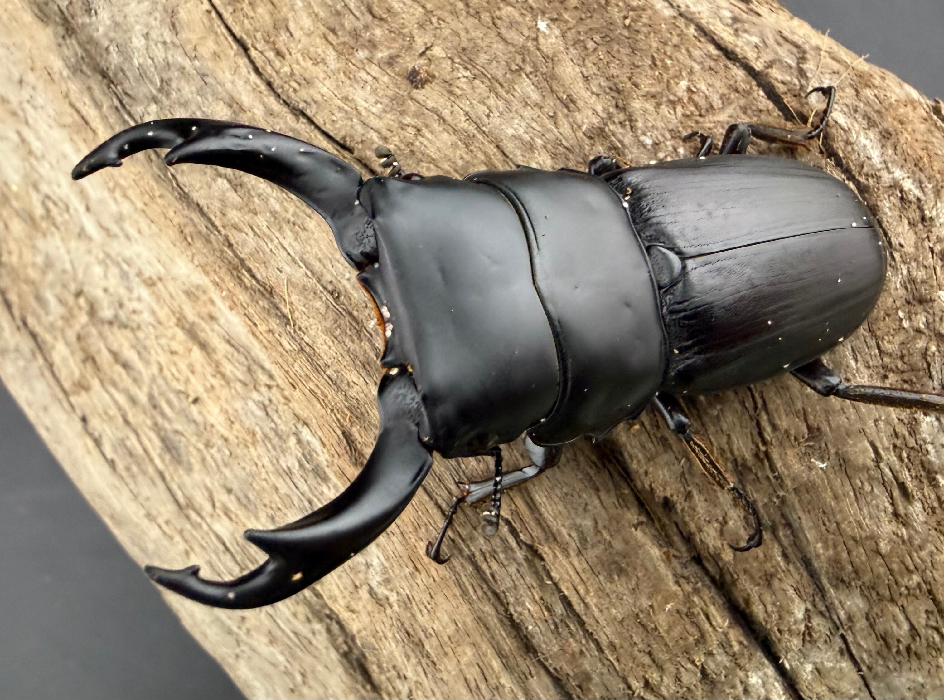 ヒラタクワガタの仲間 | KPW公式オンラインショップ