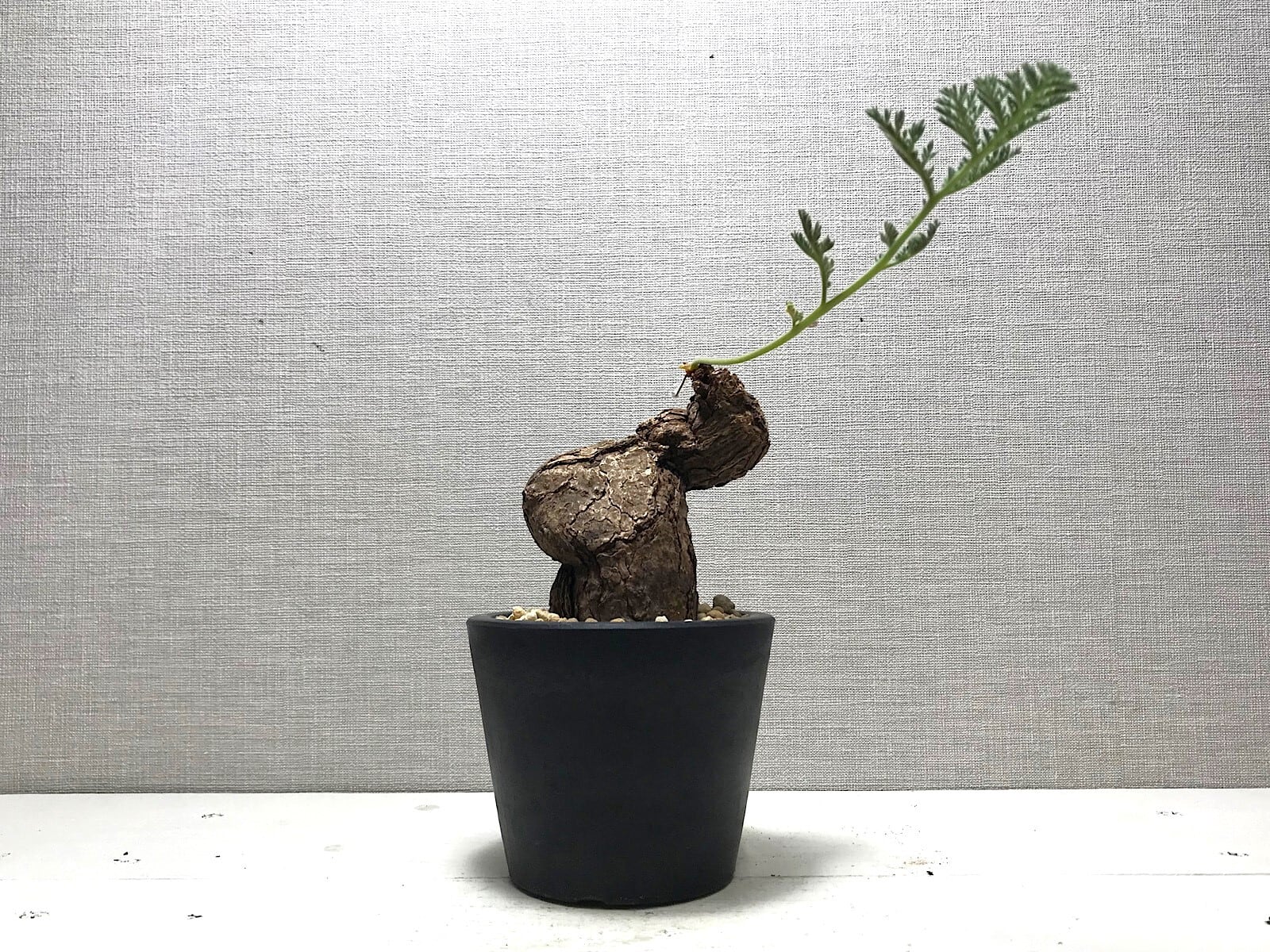 ペラルゴニウム トリステ