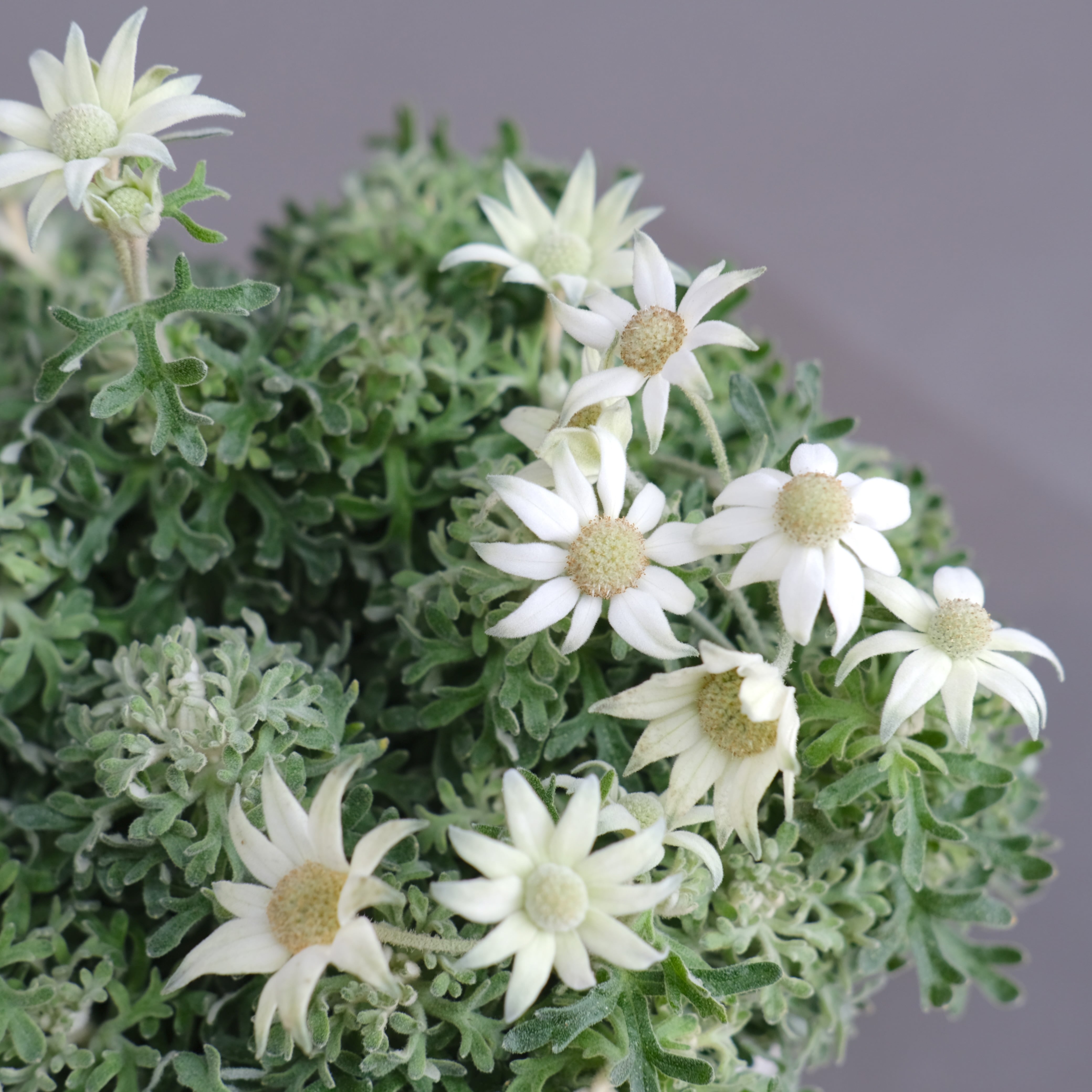 フランネルフラワー《 エンジェルキュート 》 5号鉢 | グリーン