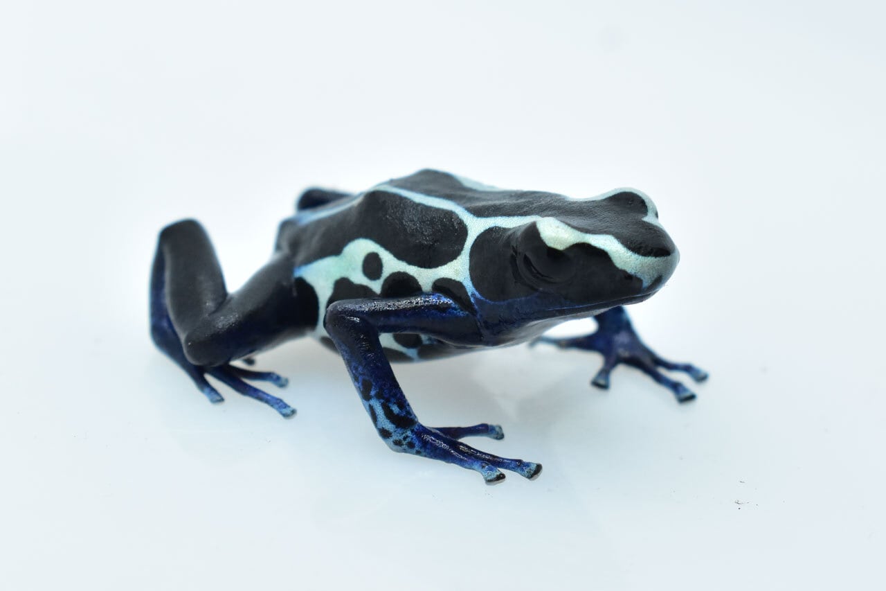 ヤドクガエル | カエル通販：おたま商会