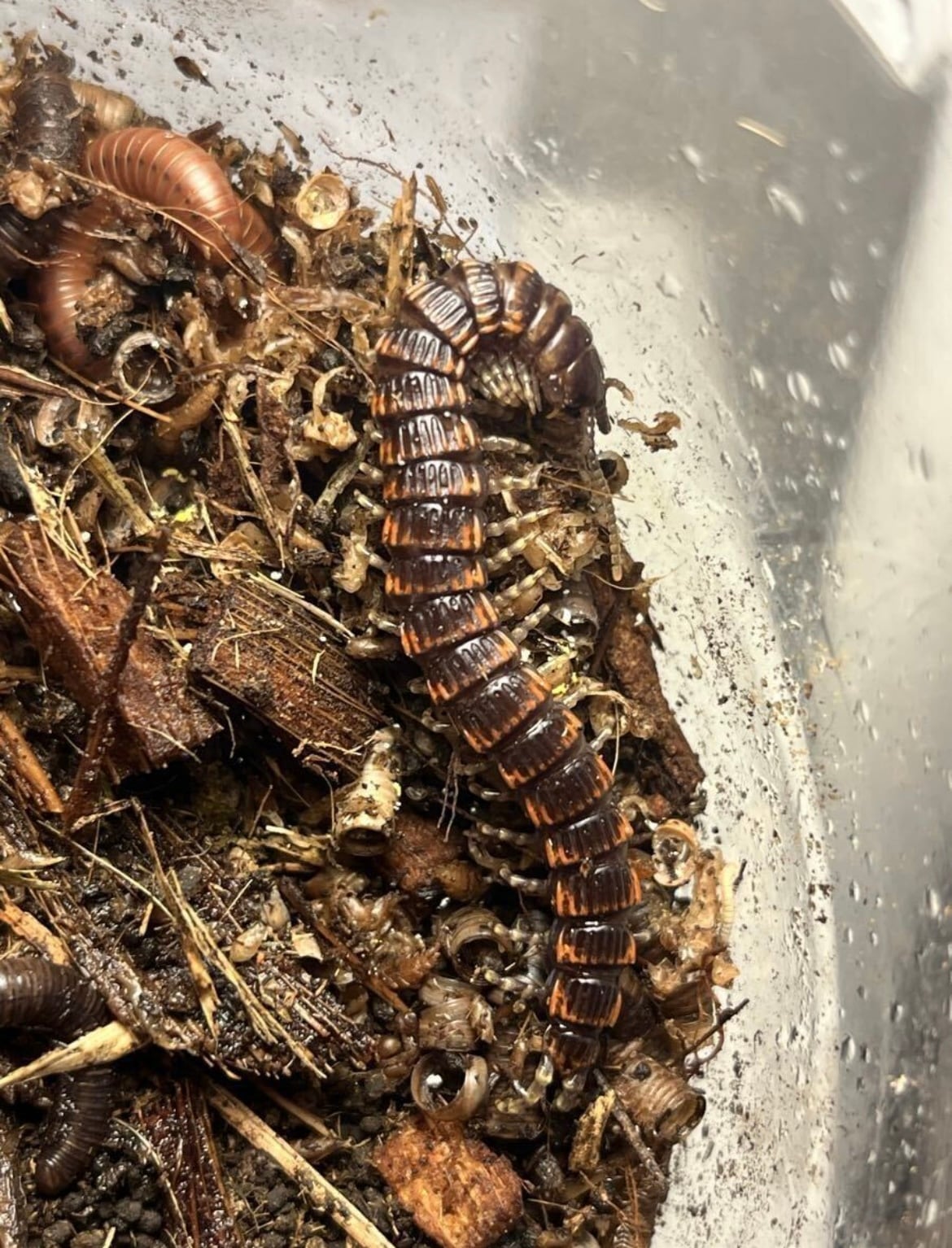 オモニキチュウ