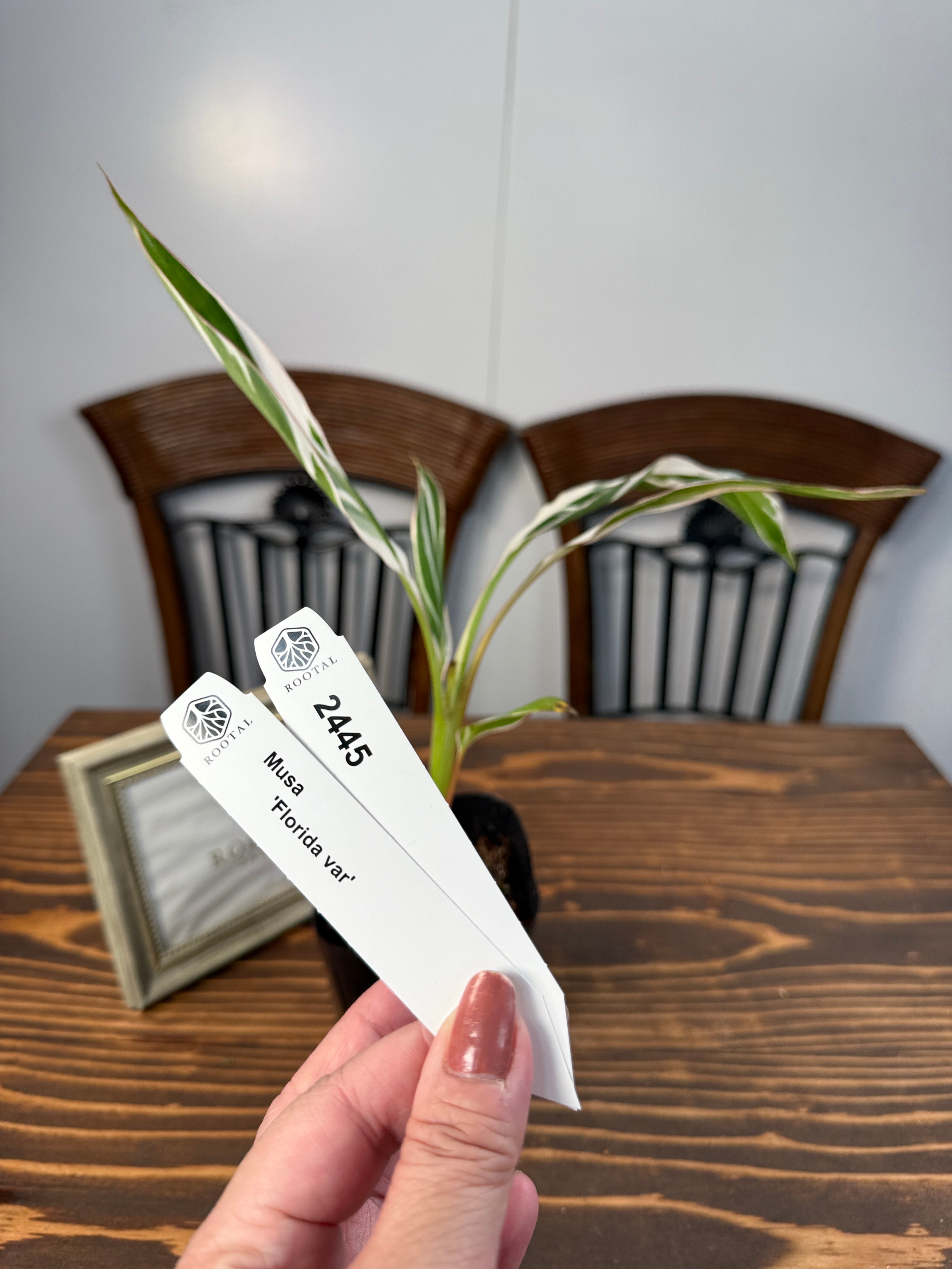 ★2445【南国の風を感じる株】ムサ フロリダバリエガータ(3号ポット)