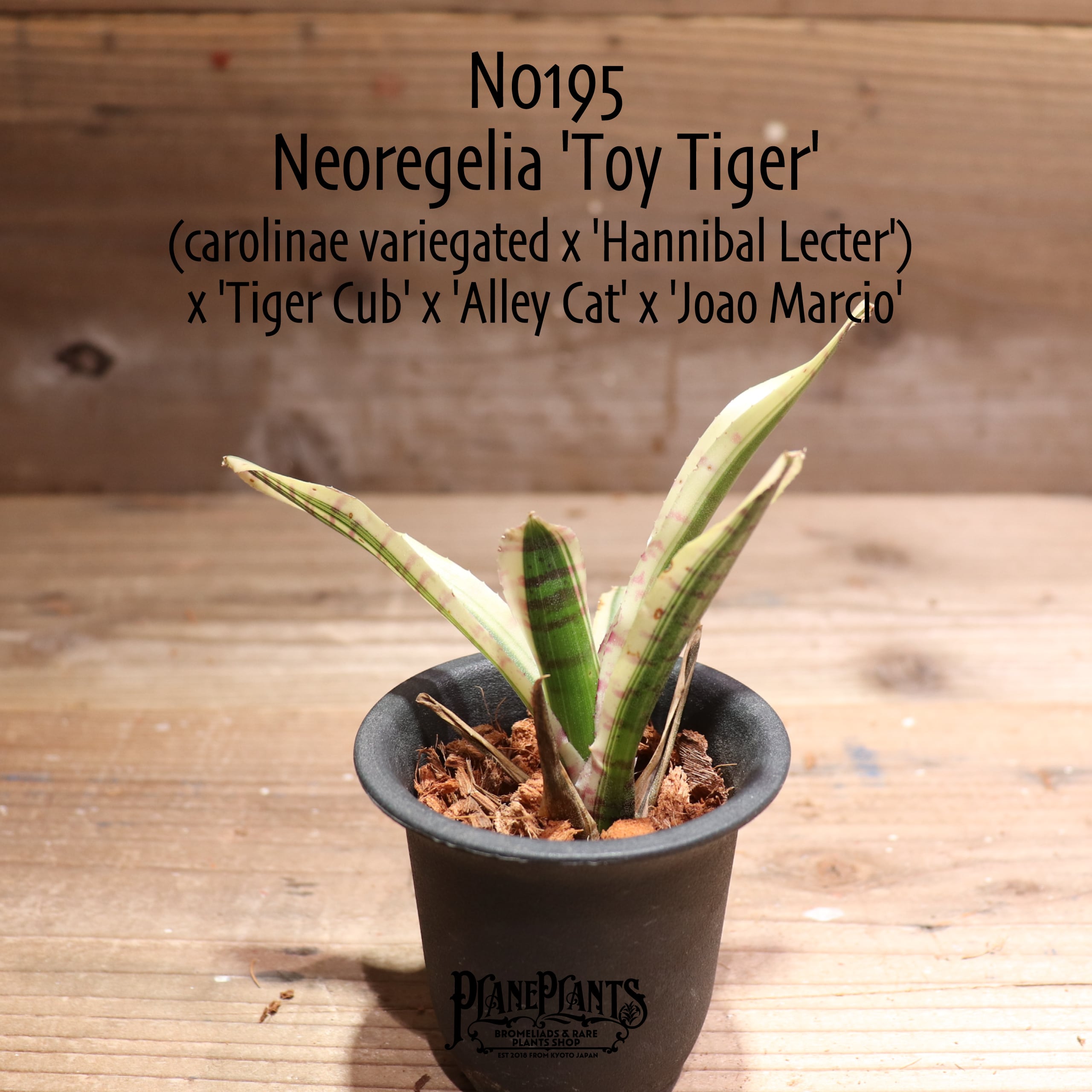 ネオレゲリア・デメター 送料無料】Neoregelia 'Toy Tiger'〔ネオレゲリア〕現品発送N0195