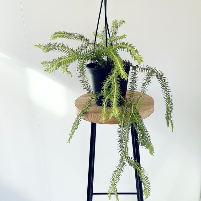 フペルジア・スクアローサ ― 森の雫のように垂れる希少グリーン ― calm cafe