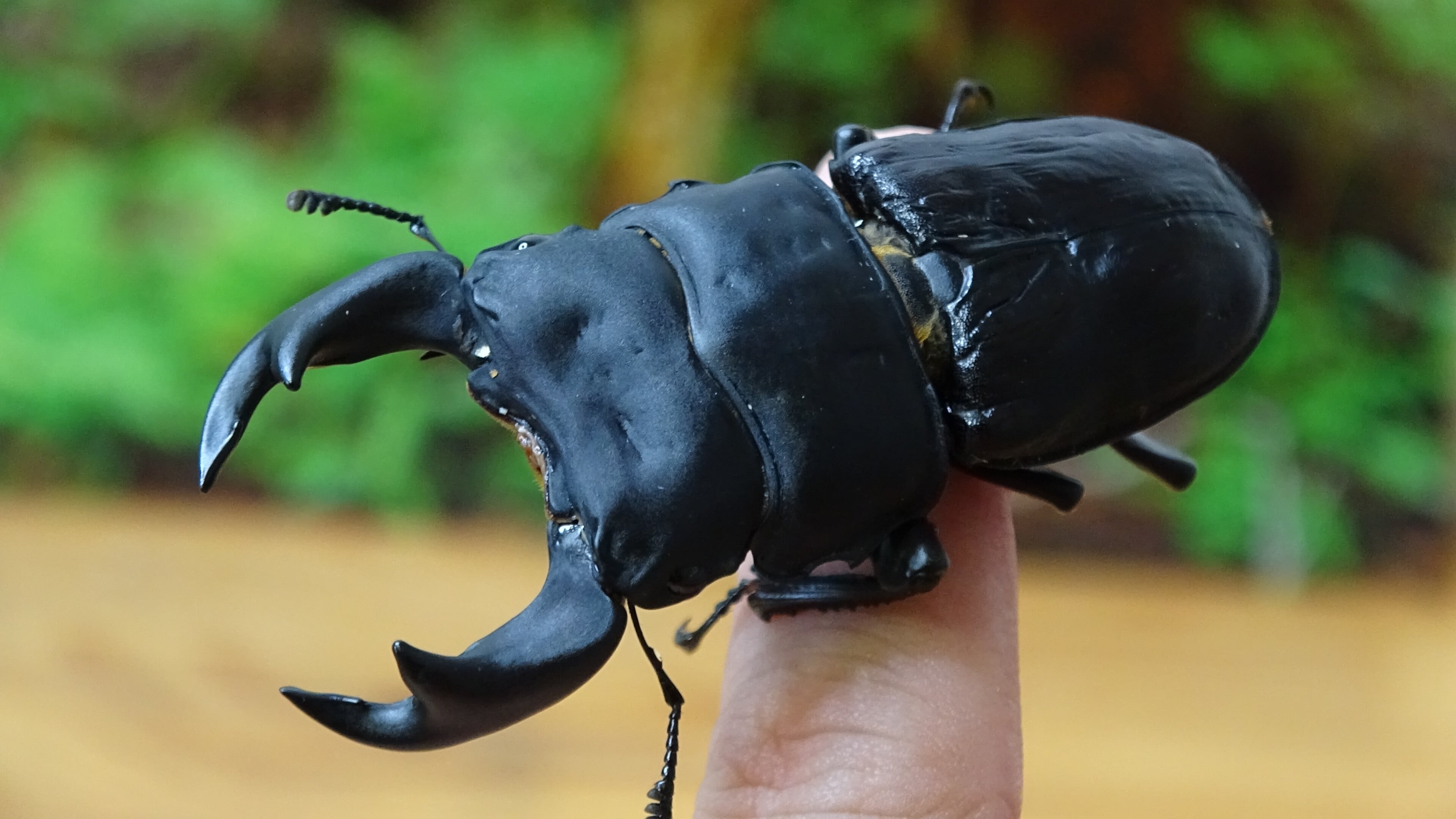 オオクワガタ WF1鹿児島県姶良市加治木町○○産 ♂72㎜、♀46㎜