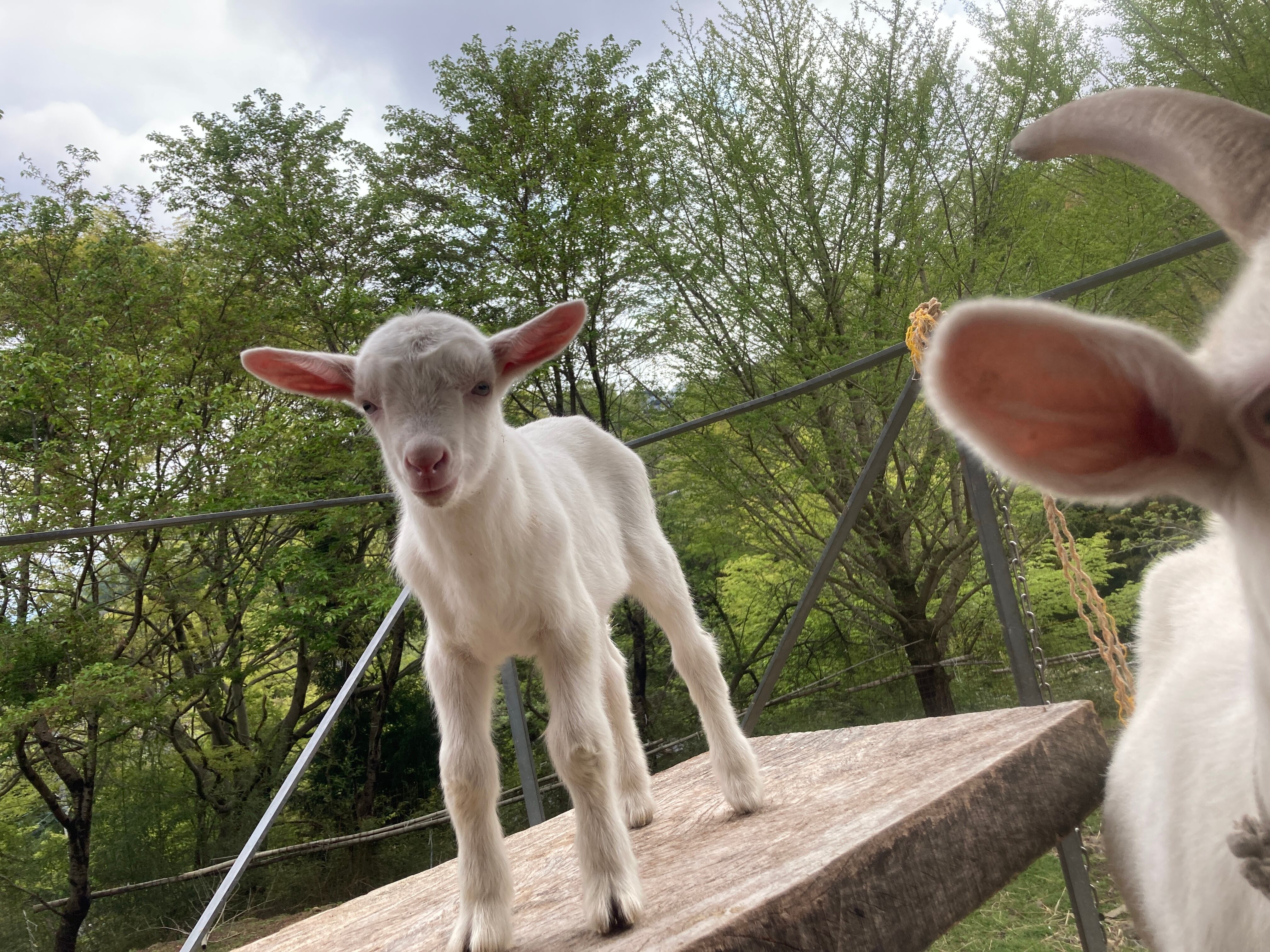 山羊さんのミルクパン販売開始しています 山羊さんの贈り物 山羊さんのミルクパン販売開始しています 山羊さんの贈り物