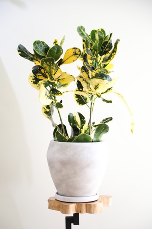 【M】クロトン ダルマ/ Croton ※陶器鉢付き