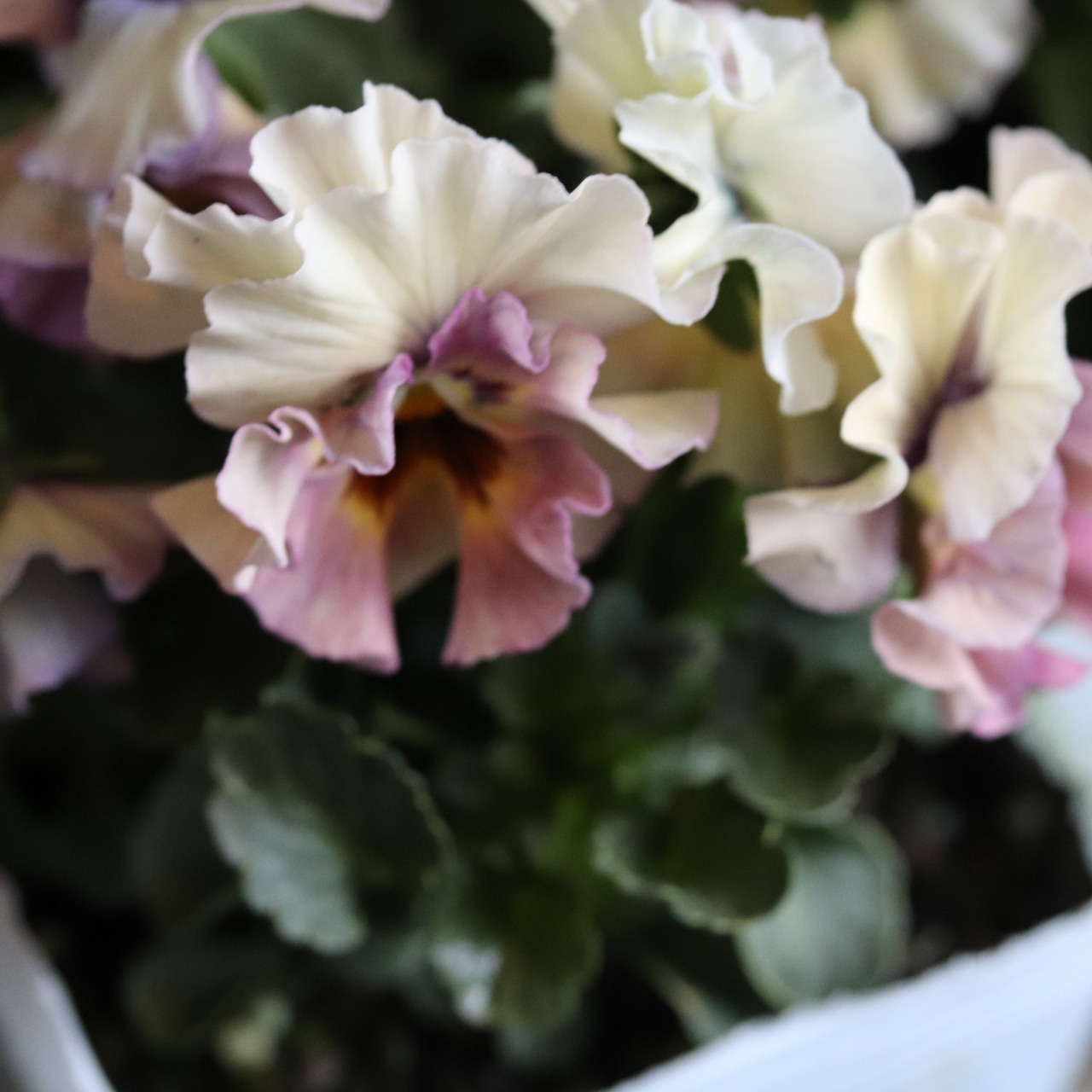 ビオラ　アイクルール　冬から春のお花　　丈夫で育てやすい　寄せ植えにオススメ　