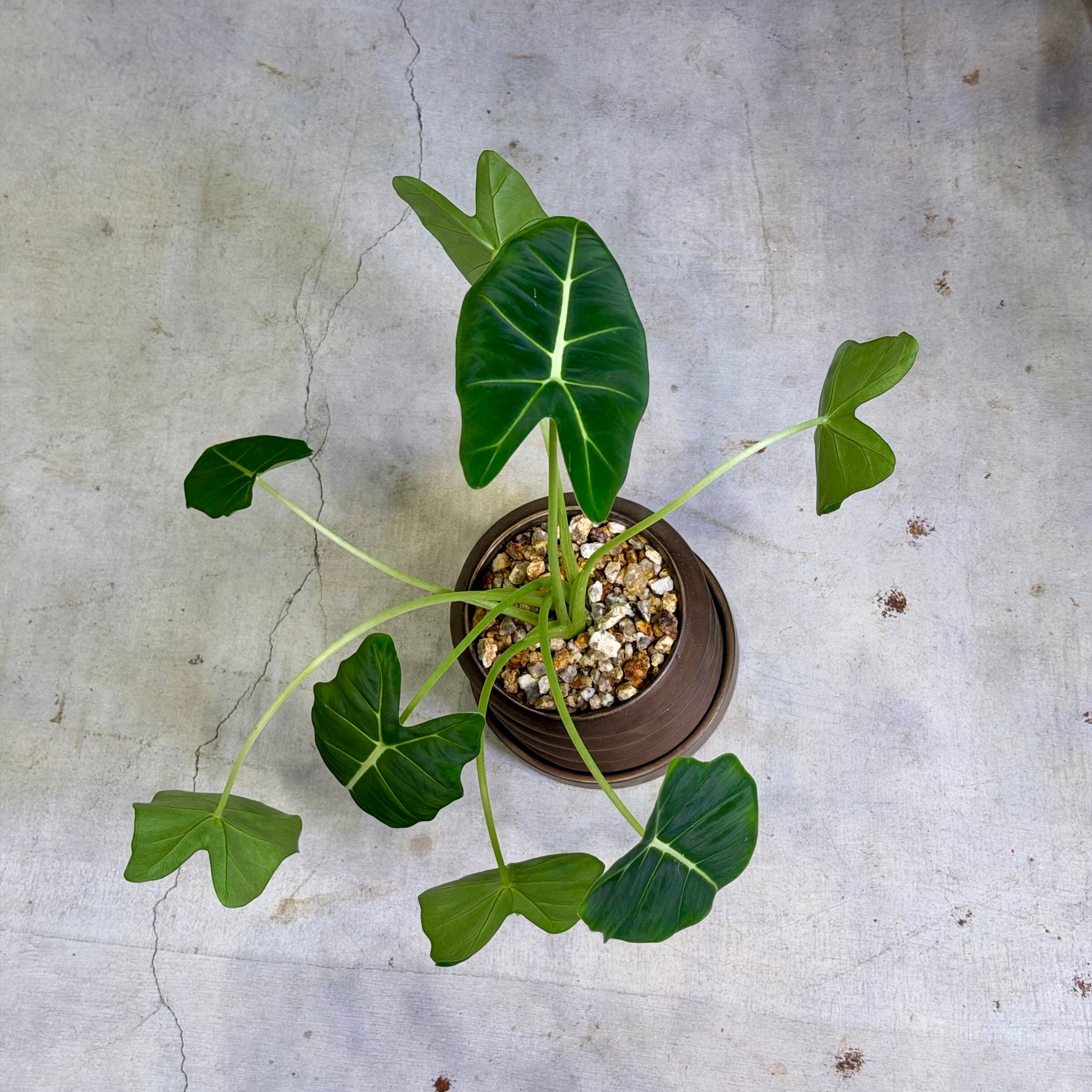 アロカシア・グリーンベルベット | barrelplants_BONSAI