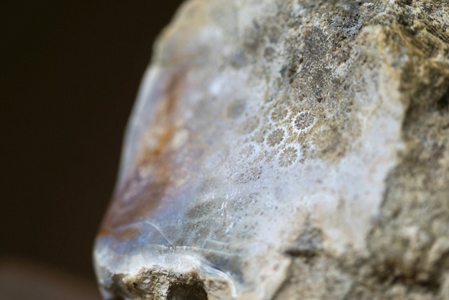 アゲタイズド・コーラル　Agatazed Coral