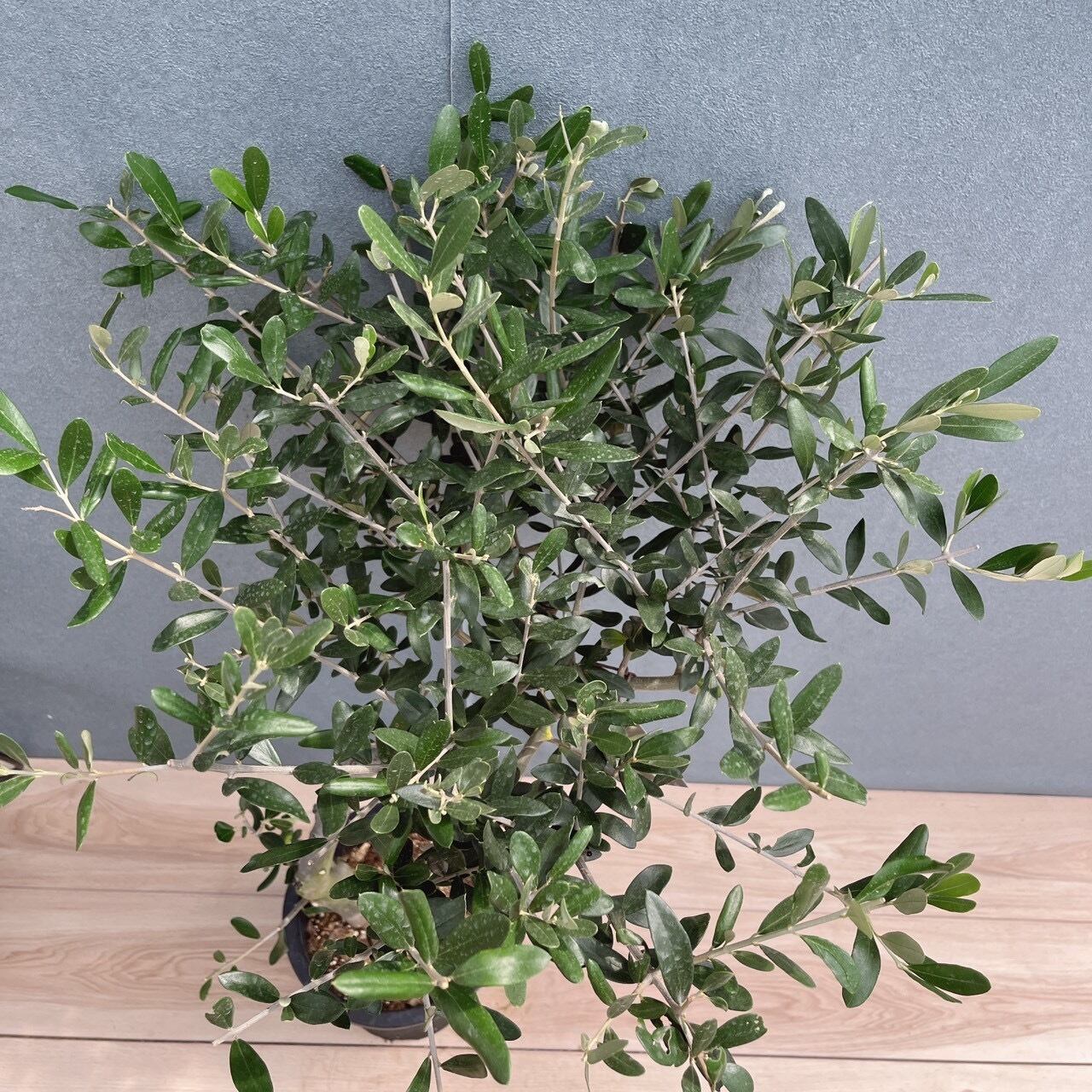 創樹 オリーブ ルッカ 8号鉢 常緑樹 現品］40番 創樹 オリーブ ルッカ 7号 観葉植物 屋外 オリーブの木