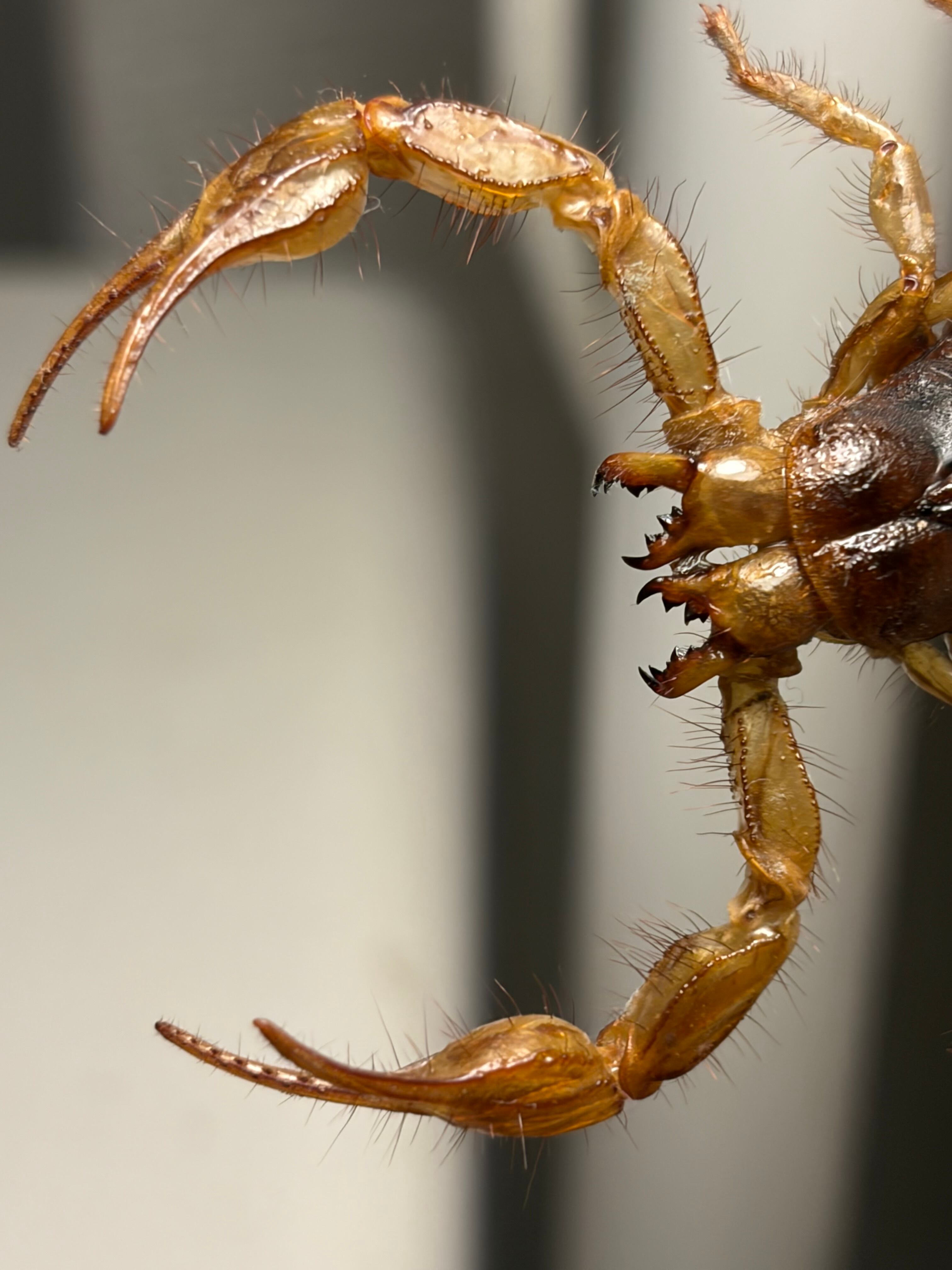 【合法激レア蠍】Hoffmannihadrurus gertschiサソリ標本 合法激レア蠍】Hoffmannihadrurus gertschiサソリ サブアダルト